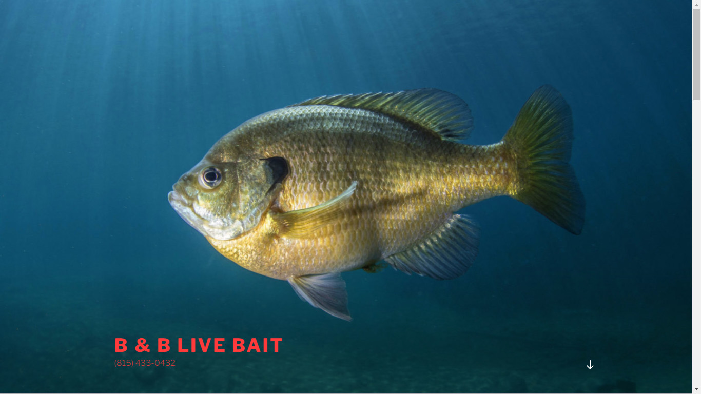 B & B Live Bait